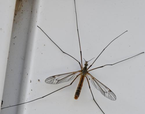 Tipula vernalis